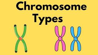 Types of Chromosomes - Sister Chromatids -  Homologous Chromosomes