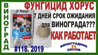  Неужели ПРАВДА? ХОРУС на винограде. 7 дней срок ожидания. Фунгицид по милдью, оидиуму и гнилям.