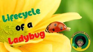 Ladybug Life Cycle | All about Ladybugs