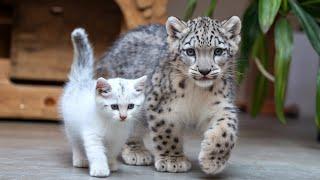 Kitten Absolutely Loves Snow Leopard cub ️