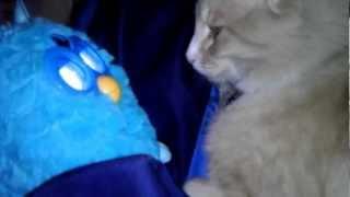 max the cat doesn't like the new Furby