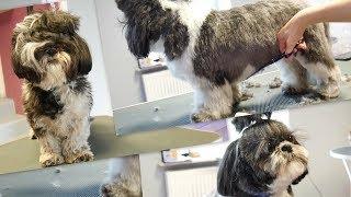 PetGroooming - Full Grooming Shih Tzu #68