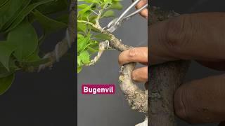 Making a Bougainvillea Bonsai Tree