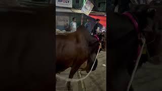 Biggest bull in the world | zinzira bazar Gorur haat #cow #bdbulls #cattlefarm #mostbeautifulbulls