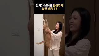 냥이를 안아주자 보인 반응