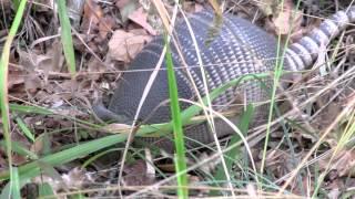 Armadillo at Blue Springs State Park, Florida