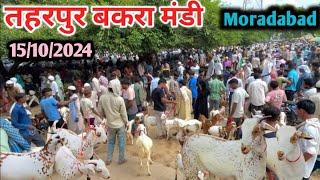 आज का बाज़ार का रेट || 15/10/2024 Taharpur Bakra Mandi Moradabad UP