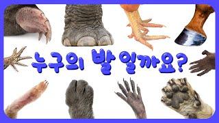 누구의 발일까요? | 30종 동물 발 맞추기 | 동물퀴즈 | 어린이 관찰퀴즈