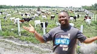 Wow…50 acre cattle ranch owned and managed by women| Black women in commercial farming