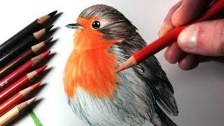 How to Draw a Robin