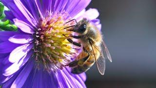 100 seconds of Insects on Aster flowers - UHD 4K