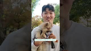 [IFULUV 이퓨럽] STREET PET-OGRAPHY 011 (스트릿 펫토그래피) #강아지산책 #강아지 #이퓨럽 #이퓨럽TV #ifuluv #ifuluvtv  @IFULUVTV