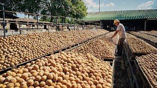 How Farmers Harvest MILLIONS Tons of Walnuts For Global Food Supply