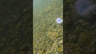 Diving/Cleaning up the Penticton Channel - 3 in 1 #shorts #diving #youtubeshorts