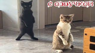 Funny Animal Videos 2024 - Funniest Dogs and Cats Videos #324