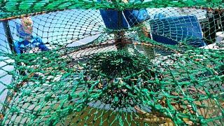 Mud Crabbing Townsville 3 weeks after flooding, Lots of crabs around. GoPro in Crab Pot Test