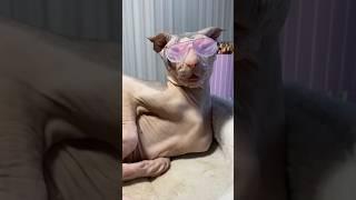 Top 5 nearly hairless Animals #hairless #animals #shorts