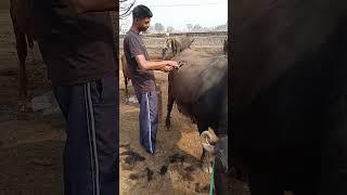 Buffalo hair cutting with handle machine