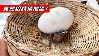 坏坏的杜鹃修改