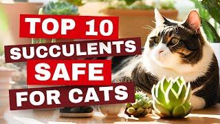  10 Succulents That Are SAFE for CATS! Purr-fect Plants for Pet Lovers! 