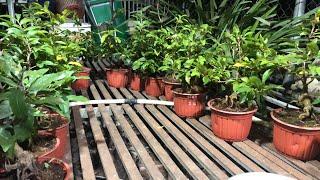 Siêu Bông Sài Gòn Bonsai Góc Đẹp Chơi Tết Giá Rẻ 26/11/2024 ĐT 0918970606