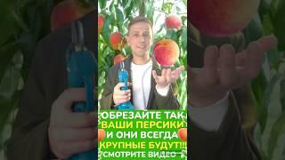 #обрезкаперсика #обрезкасливы #обрезкагруши #обрезкачерешни #обрезкаяблони #обрезкадерева #сад