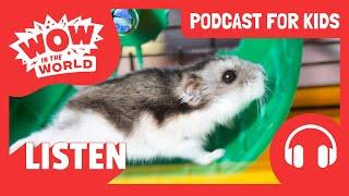 Do We Need 1 Hour of Exercise a Day?! ‍️ |  PODCAST FOR KIDS  | Wow in the World FULL EPISODE