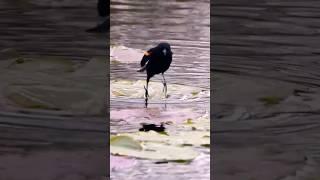 Blackbird jumping between lilypads #wildlife #nature #bird