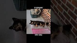 아 5분만요 #shorts