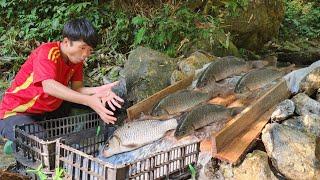 Boy Lam caught many big fish in the stream using a unique method of fishing. | Wandering boy