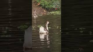 Beauty of Nature: Swan   #Swan #nature