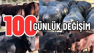 ANGUS - HEREFORD - LİMUZİN BESİSİ