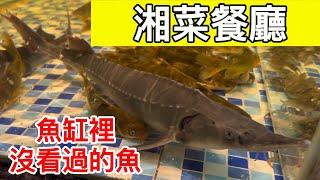 【招財魚】魚缸裡-沒看過的魚-湘菜餐廳