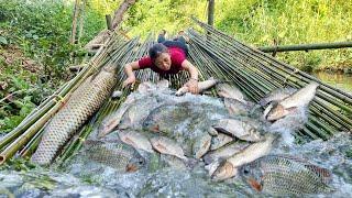 Journey to catch and Trap Fish giant on the stream using many simple and fastest manual methods