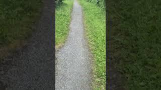 Out here, I walk for peace, for clarity, for the music that makes the mountains move.