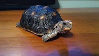 紅腿象龜red foot tortoise│猩巴達