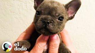 A este cachorrito le ENCANTA quejarse | El Dodo