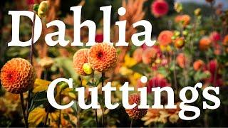 How To Grow Dahlias From Cuttings