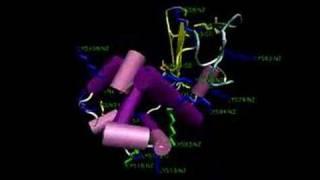 Alpha lactalbumin (TG2)