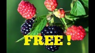 FREE BLACKBERRY PLANTS ~ DON'T MISS OUT!