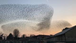 Stormi di uccelli a Bergamo