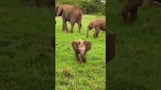 An elephant climbed onto the roof of the house #animals #shorts