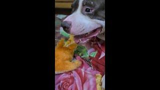 Mafia does not share its food with anyone | #pitbull #reels #shorts #short #pitbulldog