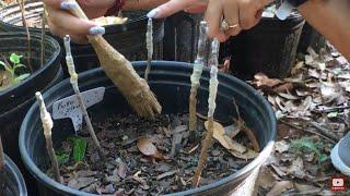 IV Organic 3-in-1 plant guard Demo! Coating my Persimmon trees, Pawpaws and Avocado trees!