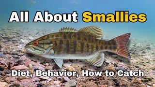 The life of the Smallmouth Bass- Characteristics, Behavior, Diet, and How to Catch!