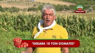 Ulusal Tohumculuk - Ayaş Domatesi - Dekarda 18 ton Ayaş Domatesi -Fide Dikim aralığı minimum 70cm