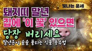 돼지띠운세 말년운세식물풍수 '이 식물' 집에 있으면 당장 버리십시오말년운 대박나는 '이 꽃' 키우세요꽃 풍수 말년운이 좋은 사주 말년복있는띠 돼지띠 운세말년운이좋은띠