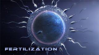 Fertilization HD 2017