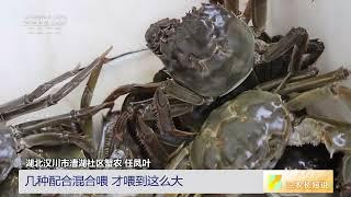 [三农长短说]江河湖海食鲜季 湖北汉川 养蟹品蟹有妙招 混合喂养个头大|农业致富经 Agriculture And Farming