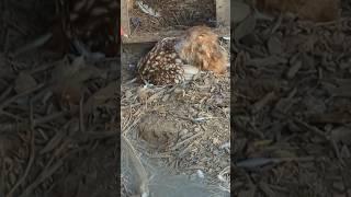 What Happened To This Chicken? #backyardchickens